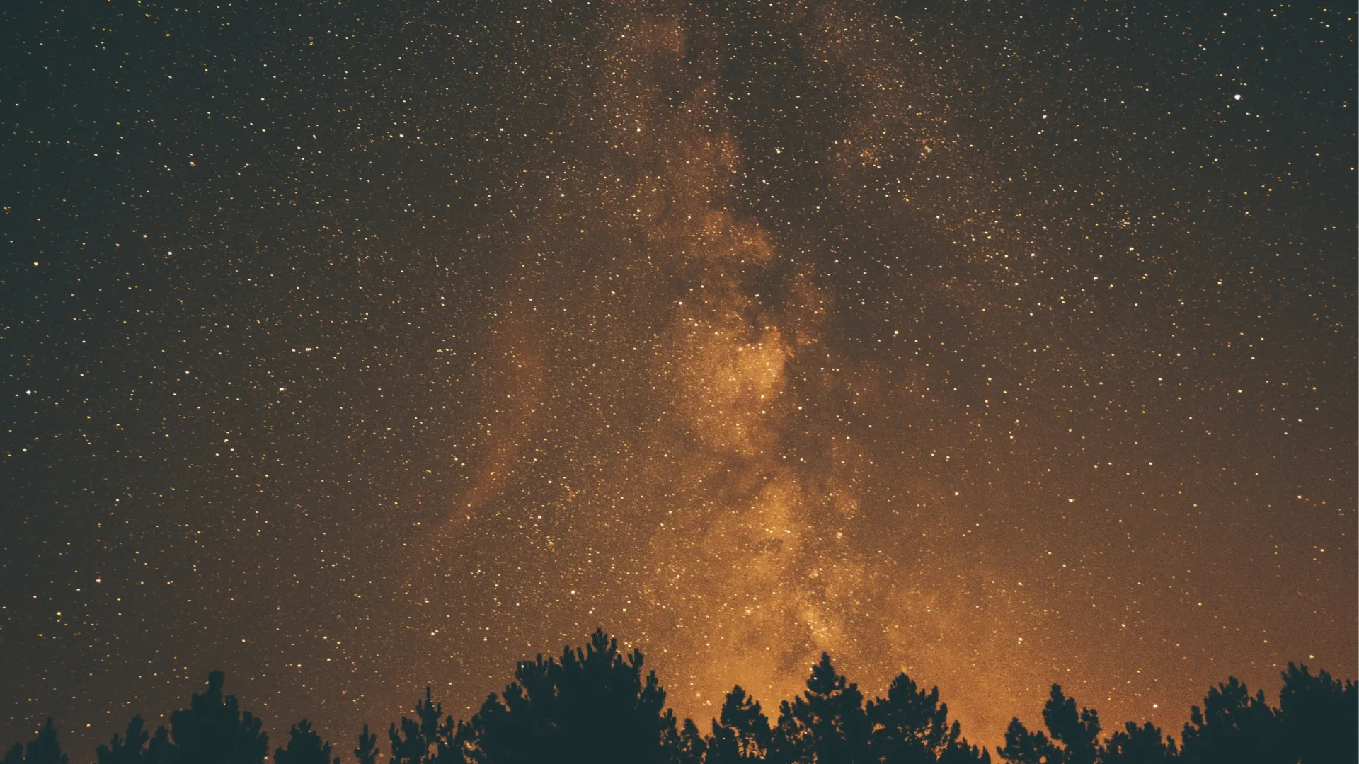 The Milky Way glowing above a dark line of pine trees
